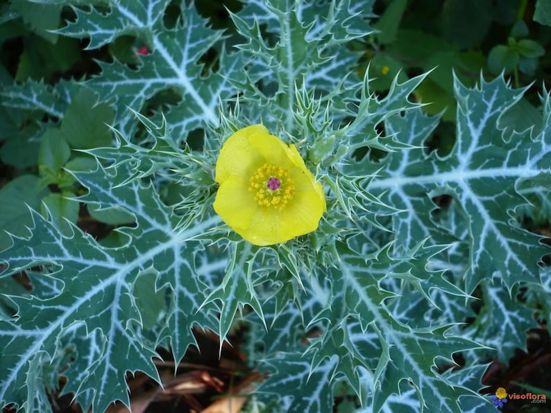 Argemone Mexicana 25 Seeds, Mexican Yellow Prickly Poppy Perennial Herb image 2