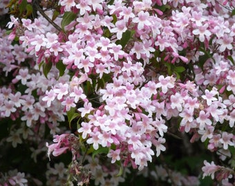 Kolkwitzia Amabilis 15 Seeds, Cold Hardy Flowering Beauty Bush Shrub