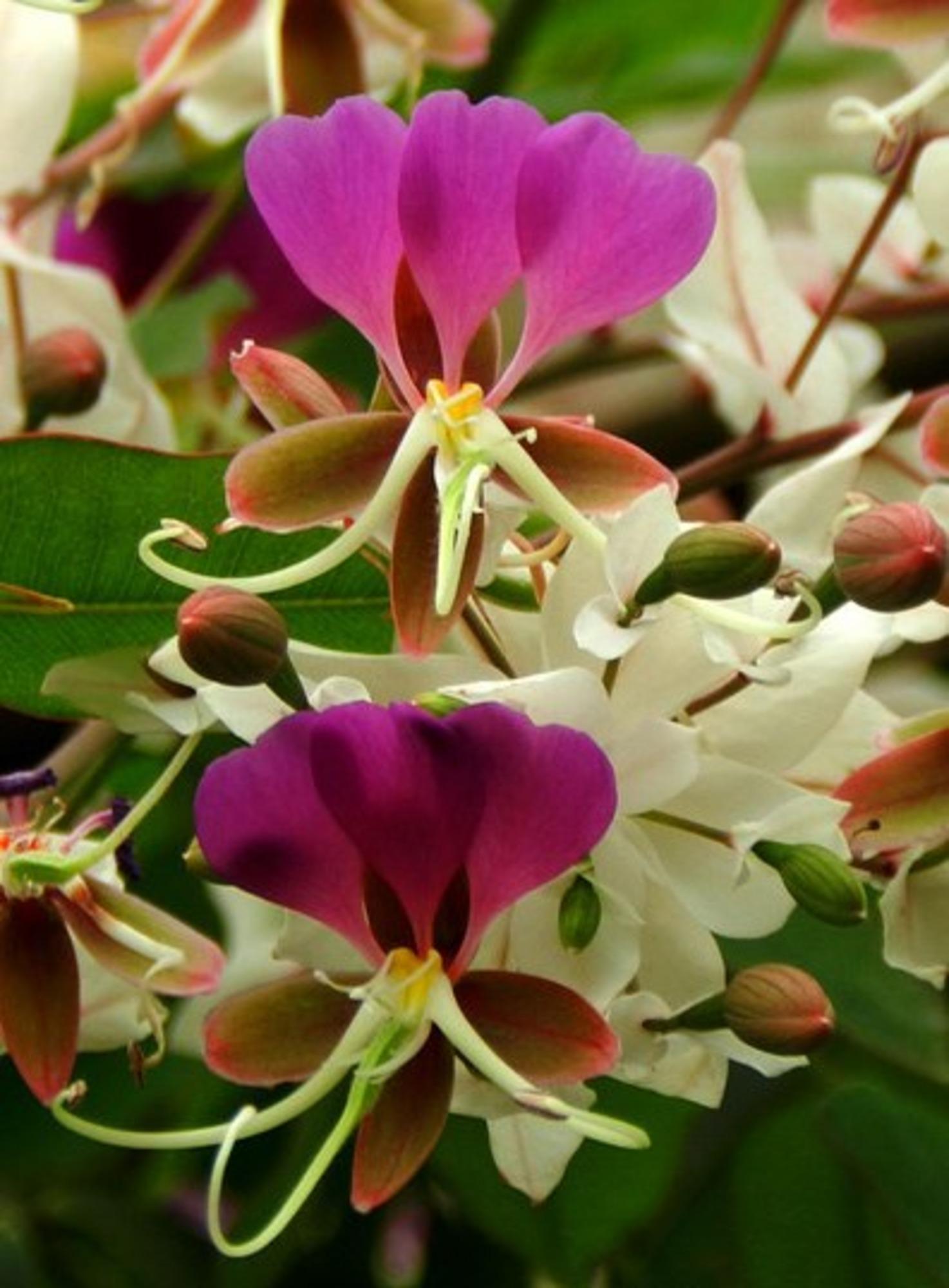 Lysidice Rhodostegia 5 Seeds Very Rare Fragrant Shrub Or Small Tree, Garden Miriam Flower
