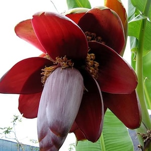Musa Balbisiana 10 Seeds, Wild Banana Fruit Berry Tree Garden Ornamental