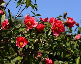 Camellia Chekiangoleosa 2 Large Seeds, Flowering Shrub Or Small Tree, Oil Producing