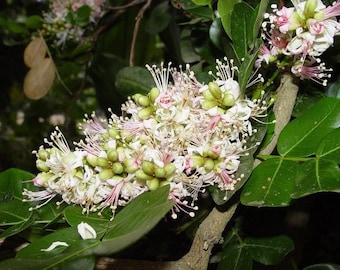 Schotia Latifolia African Tree Seeds, Gorgeous Flowering Bush Boer Bean