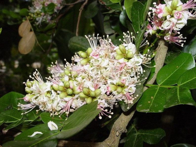 Schotia Latifolia African Tree Seeds Flowering Bush Etsy UK