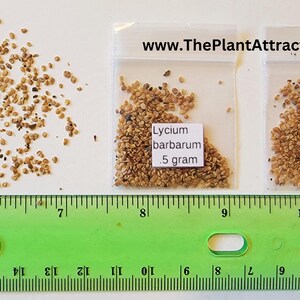 Lycium Barbarum .5 (half) Gram of Seeds, Goji Berry Wolfberry Fruit ...