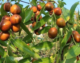 Sesbania