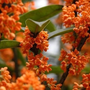 Osmanthus Fragrans Orange 5 Seeds, Very Fragrant Olive, Cold Hardy Sweet Olive Garden Tree Shrub