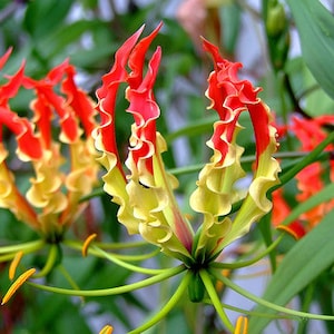 Gloriosa Superba Glory Vine 10 Seeds, Climbing Flame Lily Garden Flowers image 1