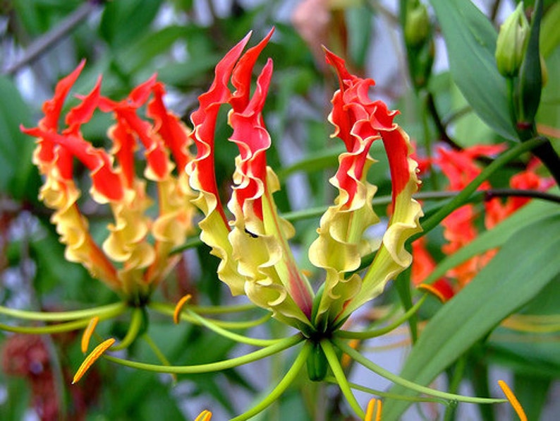 Gloriosa Superba Glory Vine 10 Seeds, Climbing Flame Lily Garden Flowers image 1