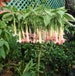 Brugmansia Ecuador Pink 10 Seeds, Popular Hybrid Shrub Or Sm Tree 