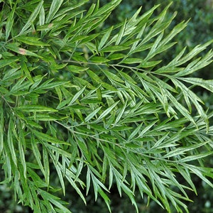 Grevillea Robusta, Southern Silky Oak, Australian Silver Oak Flowering Tree 10 Seeds, Garden Evergreen Landscape image 4