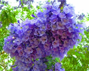 Jacaranda Mimosifolia Fern Tree 20 Seeds, Fragrant Ornamental Blue Jacaranda, Bonsai