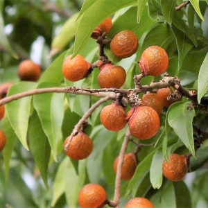 May include: Close-up of a branch of a tree with many orange-brown fruits. The fruits are round and have a smooth texture. The leaves are green and have a smooth texture.