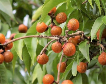 Sapindus Mukorossi 5 Seeds, Big Soap Nut Tree Soapberry Washnut