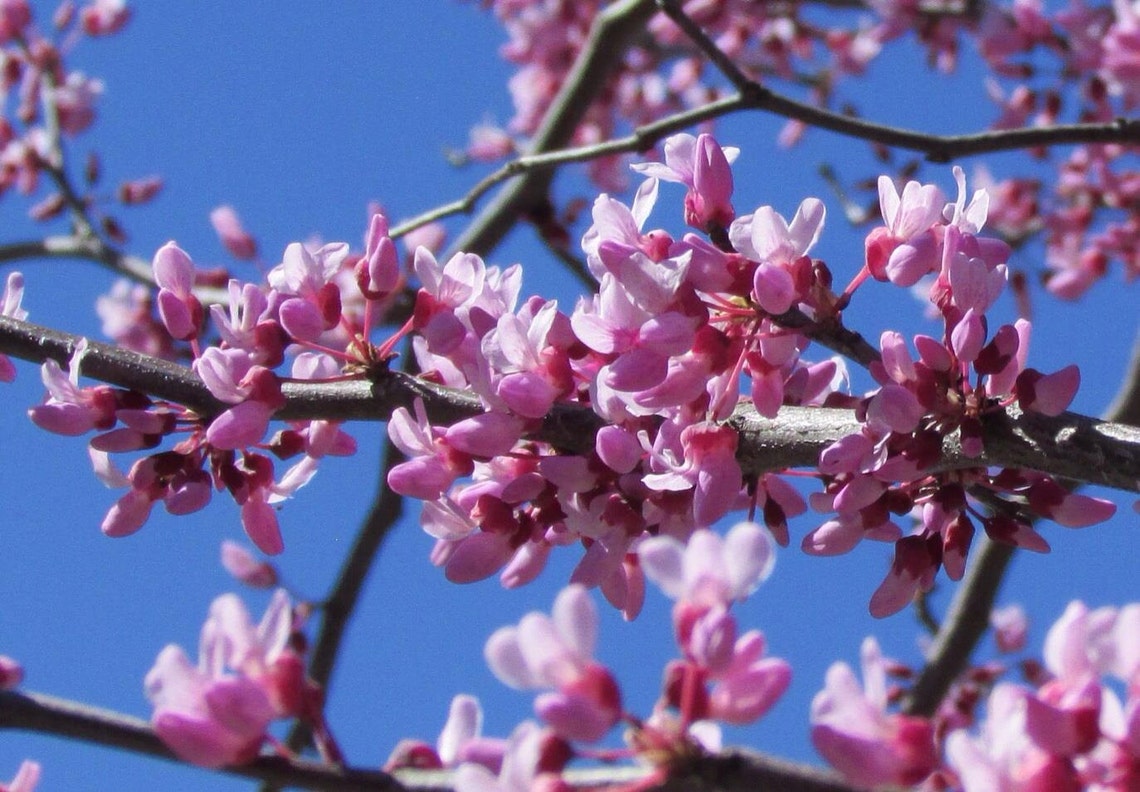 Cercis Canadensis Eastern Redbud Cold Hardy Flowering Tree 20 Etsy