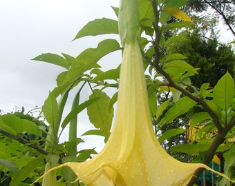 Brugmansia Suaveolens Yellow 10 Seeds, Angel Trumpet Tree, Small Shrub