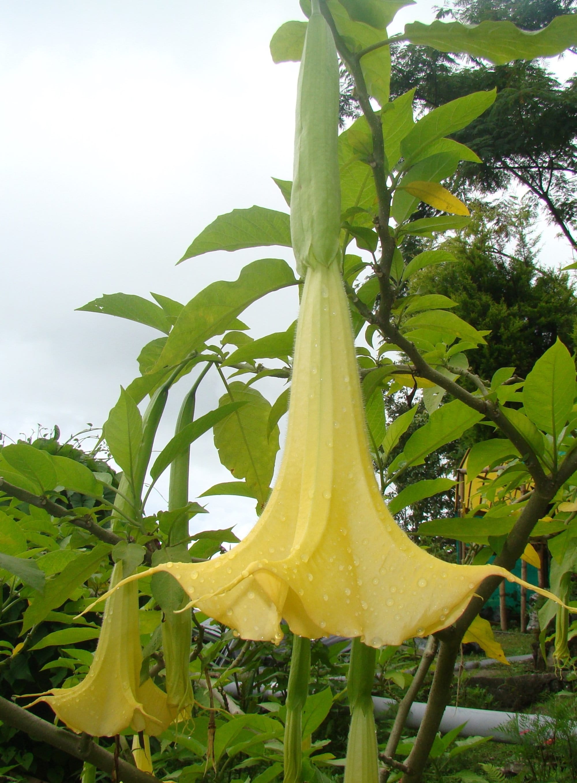 Buy Brugmansia Suaveolens Yellow 10 Seeds, Angel Trumpet Tree