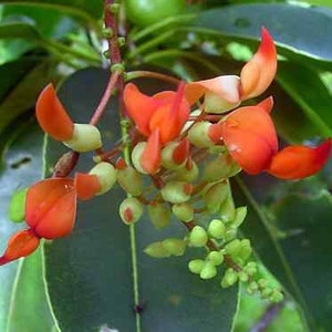 Strongylodon Siderospermus Very Rare Jade Vine Seed, A Protected Species Garden Creeper Climber image 4