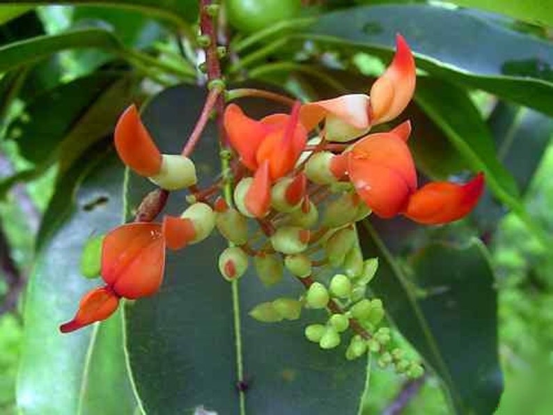 Strongylodon Siderospermus Very Rare Jade Vine Seed, A Protected Species Garden Creeper Climber image 4