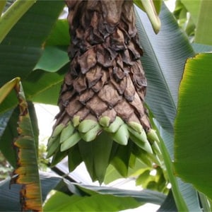 Ensete Glaucum Snow Banana Tree, MUSA Perennial Massive Flower 5 Seeds image 3