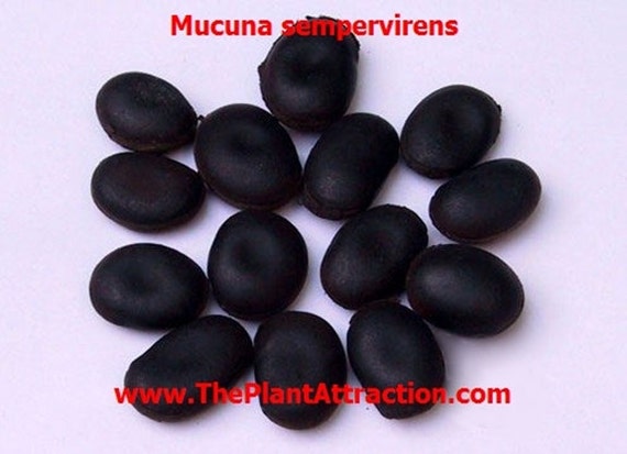 Mucuna Sempervirens Rare Vine Seed Ornamental Creeper Sea Bean Tropical Climber