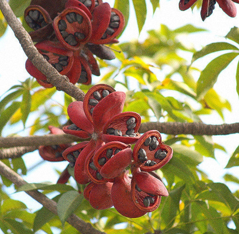 Sterculia Foetida Tree 5 Seeds, Java Olive, Wild Indian Almond, Multi Purpose Peon image 3