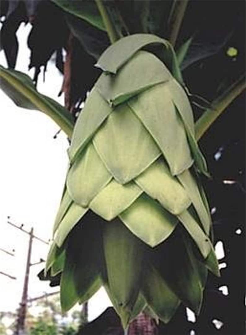 Ensete Glaucum Snow Banana Tree, MUSA Perennial Massive Flower 5 Seeds image 2