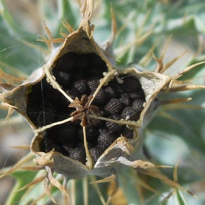 Argemone Mexicana 25 Seeds, Mexican Yellow Prickly Poppy Perennial Herb image 4