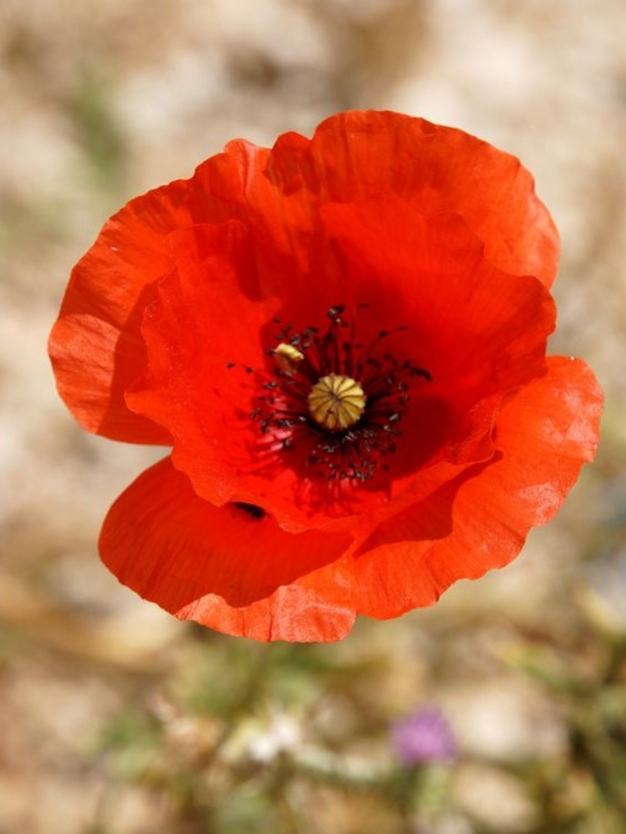Semi Di Papavero Rosso Americano Legion – Papaver Rhoeas – 5.000 Semi OVM Seeds - 4