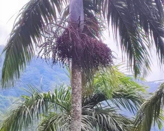 Bentinckia Condapanna 5 Seeds, Rare Hill Areca Nut Palm Tree