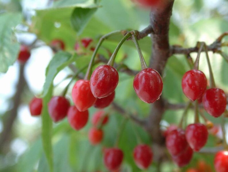 Prunus Cerasoides Puddum 20 Seeds, Wild Himalayan Cherry Fruit Tree, Bonsai image 5