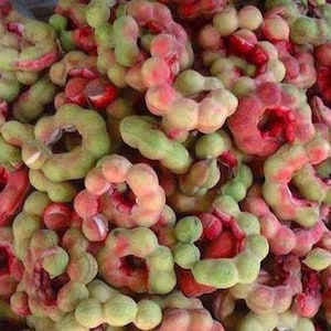 Pithecellobium Dulce Tree 15 Seeds, Manila Tamarind, Madras Thorn, or Fragrant Camachile