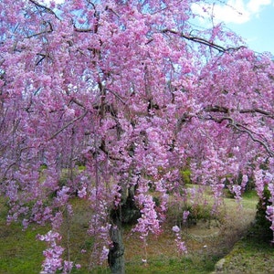 Prunus Cerasoides Puddum 20 Seeds, Wild Himalayan Cherry Fruit Tree, Bonsai image 4