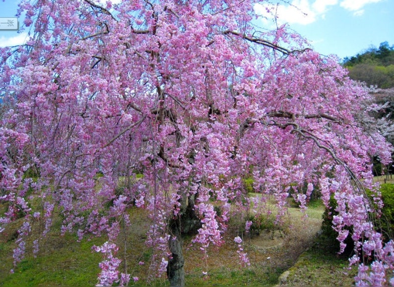 Prunus Cerasoides Puddum 20 Seeds, Wild Himalayan Cherry Fruit Tree, Bonsai image 4