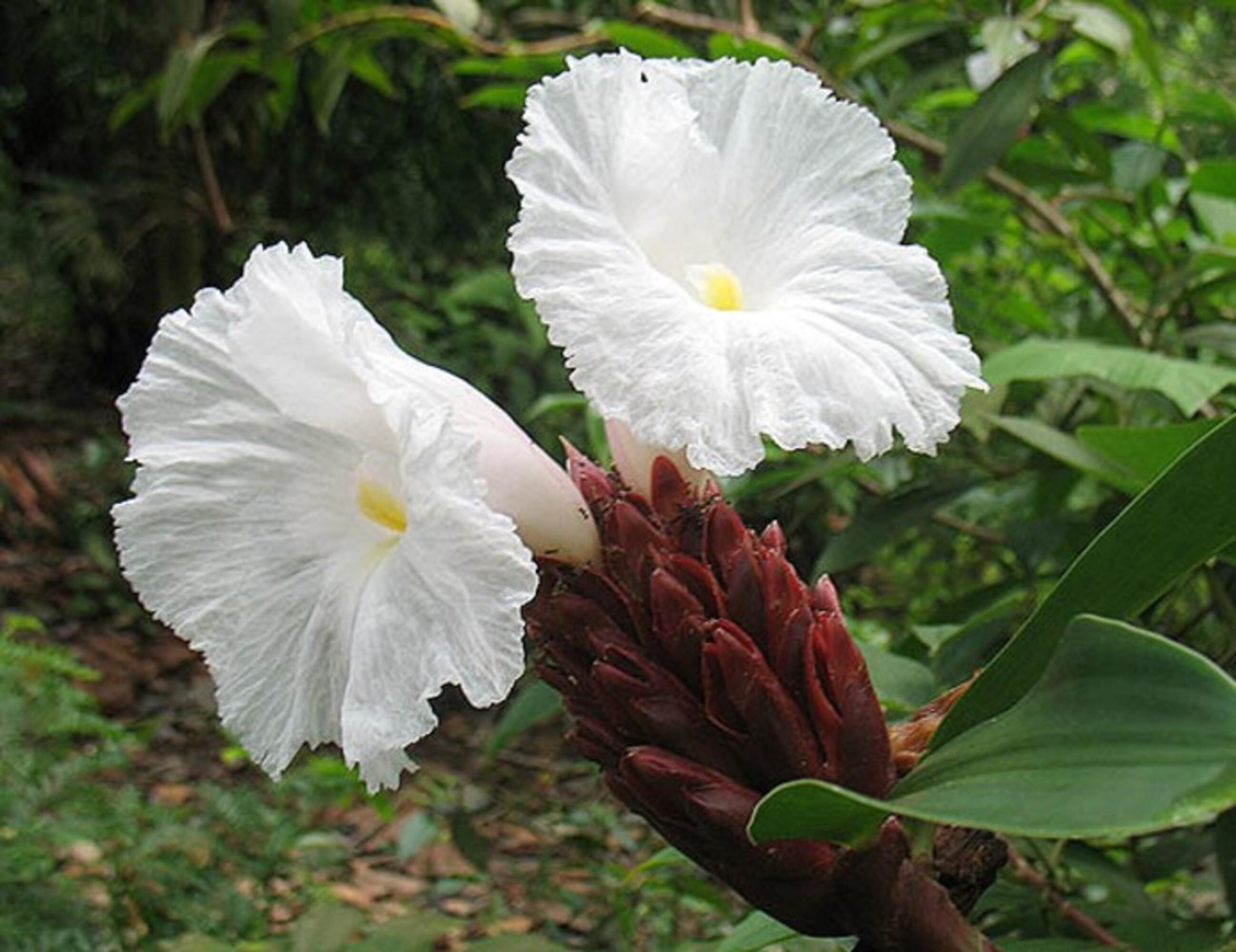 Costus Speciosus 15 Seeds, Cheilocostus Speciosus Hardy Crepe Spiral Ginger