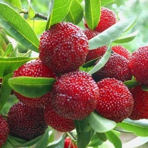 Myrica Rubra 8 Seeds, Chinese Strawberry Edible Fruit Tree, Japanese Bayberry USA image 1