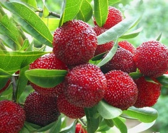 Myrica Rubra 8 Seeds, Chinese Strawberry Edible Fruit Tree, Japanese Bayberry USA