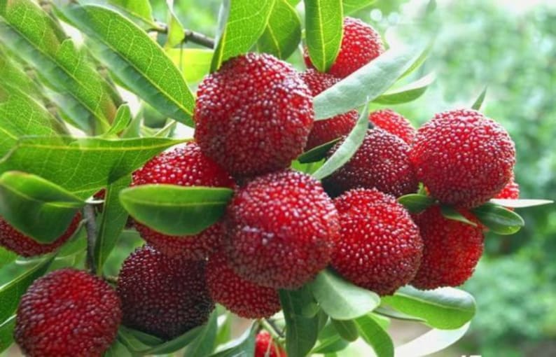 Myrica Rubra 8 Seeds, Chinese Strawberry Edible Fruit Tree, Japanese Bayberry USA image 1