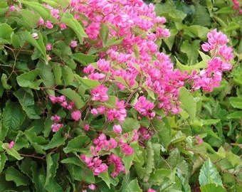 Antigonon Leptopus 10 Seeds, Coral Vine, Queen’s Wreath Climber Plant, Mexican Creeper