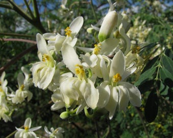 Moringa Oleifera Pterygosperma, Horseradish Oil Edible Ornamental Tree 10 Seeds, Vegetable