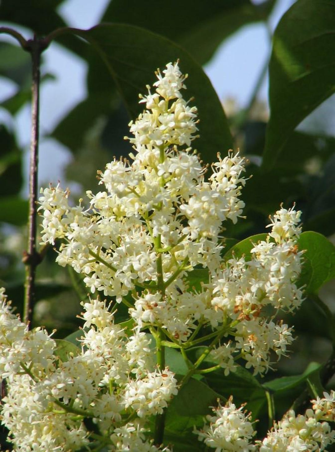 Syringa Reticulata 20 Seeds, Cold Hardy Fragrant Flowering Japanese ...