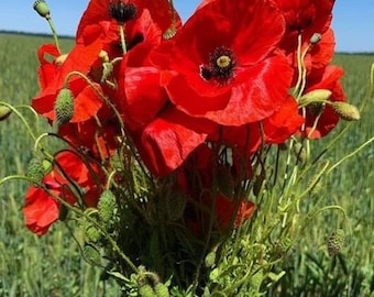 May include: A bouquet of bright red poppies with green stems and buds. The flowers are in full bloom and have a delicate, papery texture.