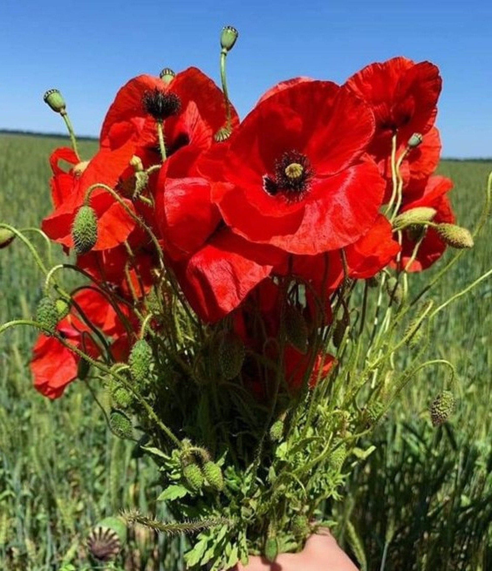 Papaver Rhoeas 1000+ Seeds, Red Corn Poppy Garden Flowers, Flanders Poppy -  Etsy