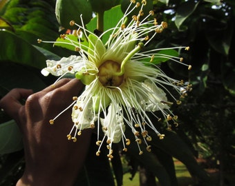 Duabanga Grandiflora Edible Shade Tree, 100+ Seeds, Rare Tropical Large Flowers