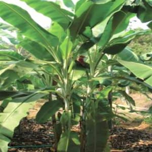 Musa Flaviflora 5 Seeds, Wild Northeastern Indian Banana Fruit Garden