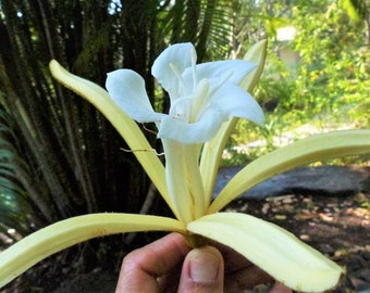 Pterospermum Acerifolium 6 Seeds, Bayur Shade Dinner Plate Tree, Fragrant Karnikara