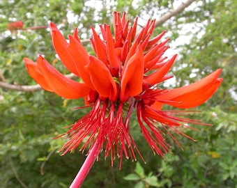 Erythrina Arborescens Tree 6 Seeds, Great For Smaller Yards and Gardens! Nitrogen Fixing
