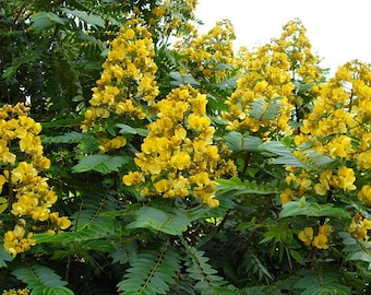 May include: A close-up of a bush with bright yellow flowers and green leaves. The flowers are clustered together in bunches and are in full bloom.