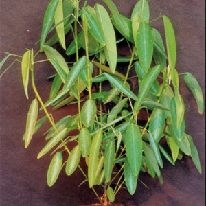 May include: A vibrant green plant with long, oval-shaped leaves. The plant has multiple stems and is potted in a small, brown container. The leaves are a mix of light and dark green, creating a lush appearance. The background is a solid, dark brown.