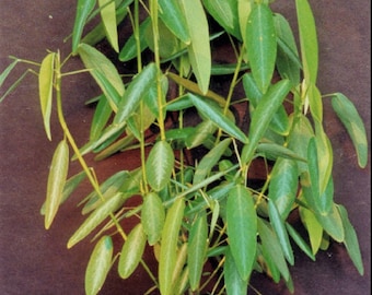 Codariocalyx Motorius 20 Seeds, Telegraph Dancing Garden Plant, Desmodium gyrans