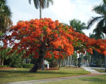 Delonix Regia Tree 10 Seeds, Red Royal Flowering Poinciana, Garden Landscaping